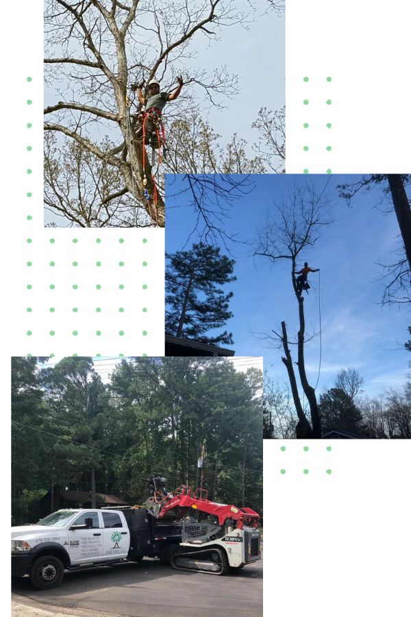 tree services