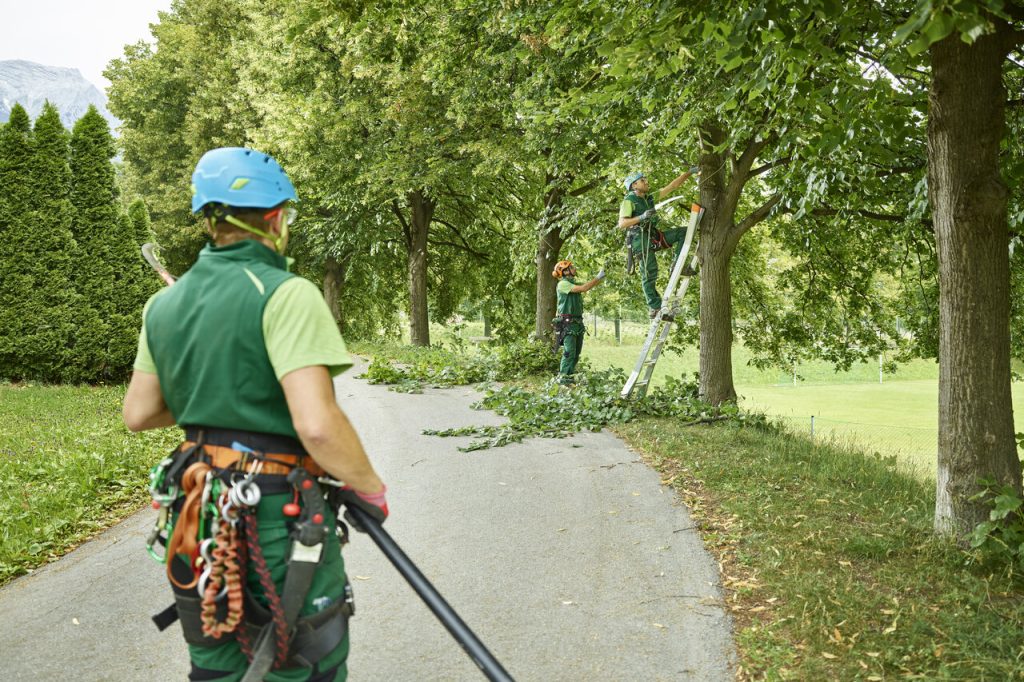 Tree Service Provider