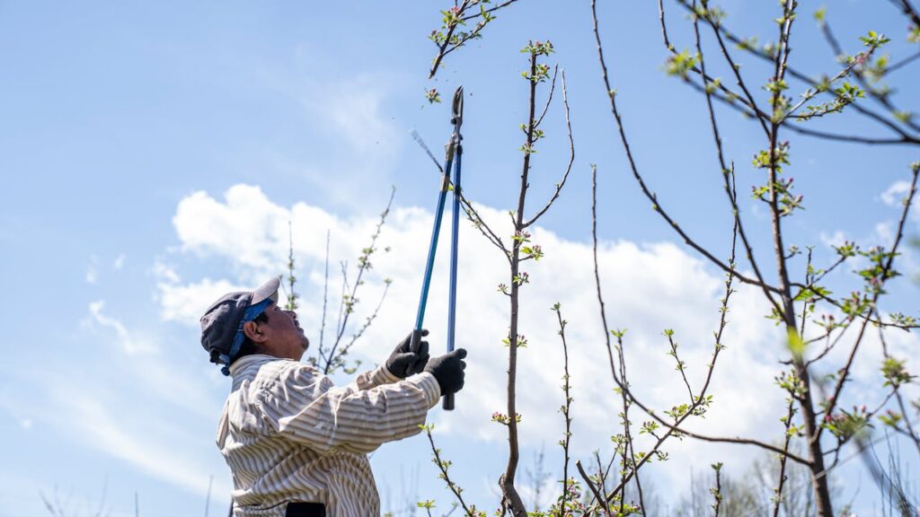 tree trimming