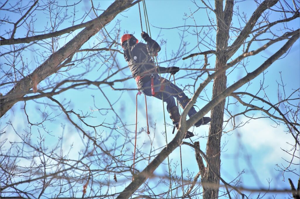 Residential Tree Services