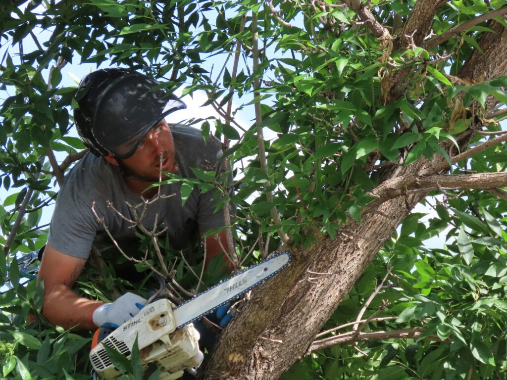 a-man-with-a-chainsaw-in-a-tree